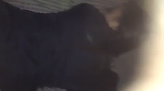 Video-1528780291