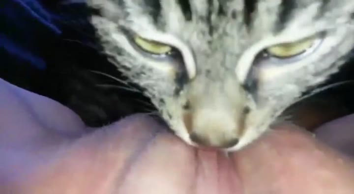 Thumbnail untuk Di Jilat Kucing xpanas bebasindo pekoblive zalva bokepind