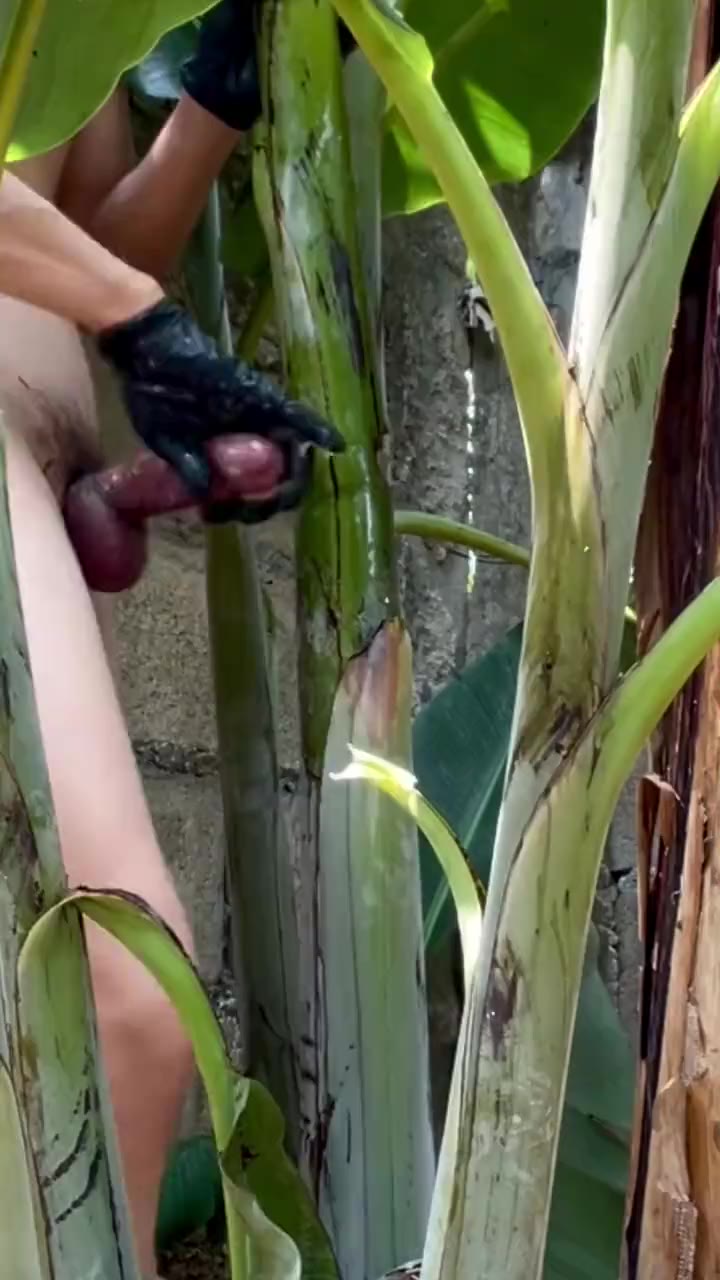 Pisang Kontol Gede Ngewe Pohon