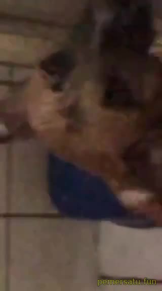 P346 Francesa Abg 18yo Cantik Jago Memuaskan