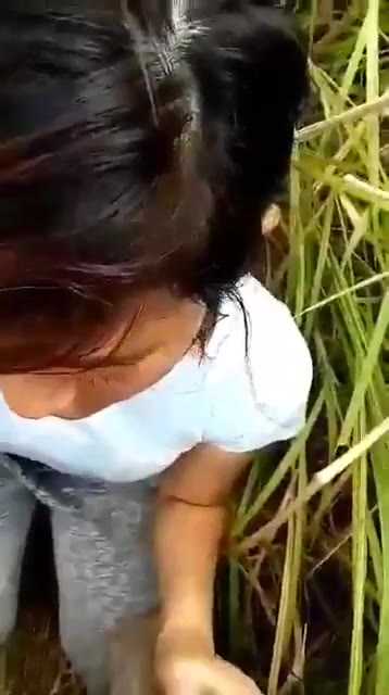 Jagung Emut Kontol Petani