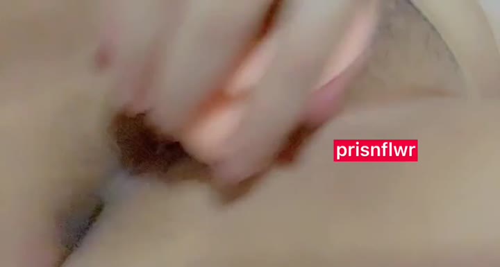 P99 DS Prisnflwr Sunflower