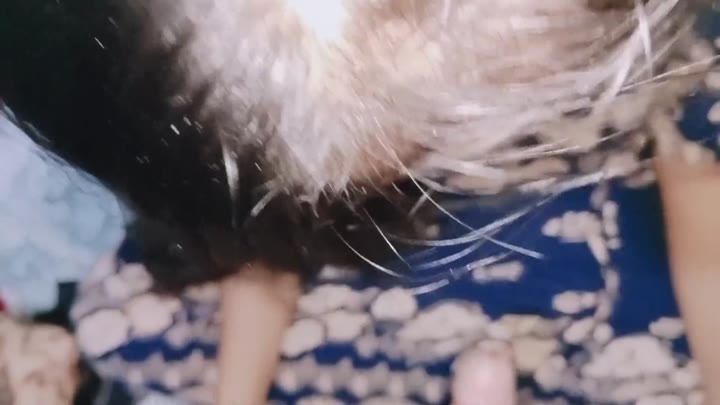 Thumbnail untuk Video Terbaru Crot Di Dalam Vagina Sempit Xhamster
