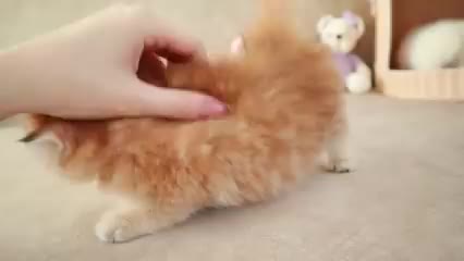 Thumbnail untuk Ibu Kucing Bermain Dan Berbicara Dengan Anak Kucingnya