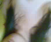 SMK Rara