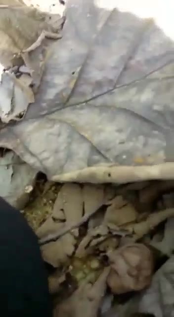 Malu Ngentotin Abg Jilbab Bocil 19yo Di Taman Memek Sempit
