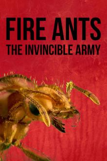 Fire Ants 3D: The Invincible Army